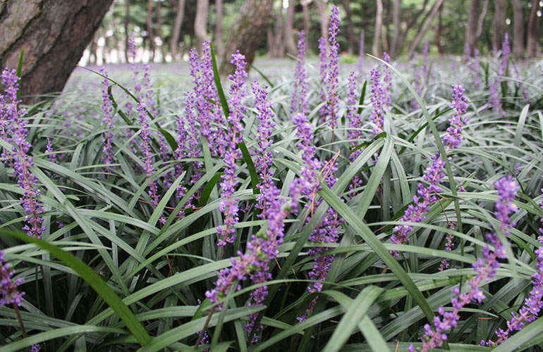 Lilyturf