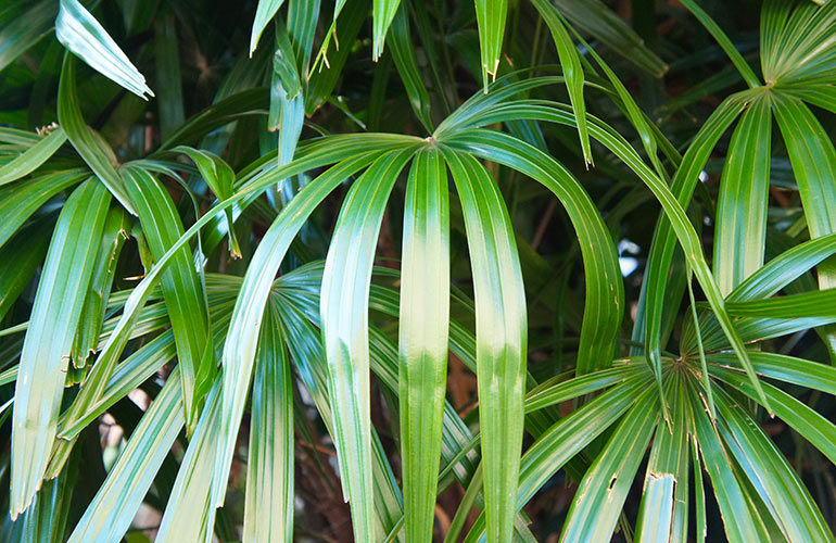Broadleaf lady palm