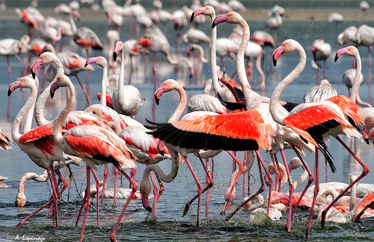 A flamboyance of flamingos
