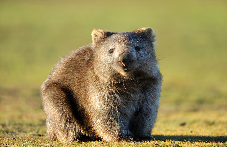 Wombats