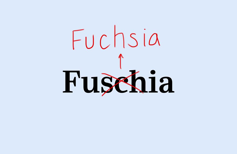Fuchsia