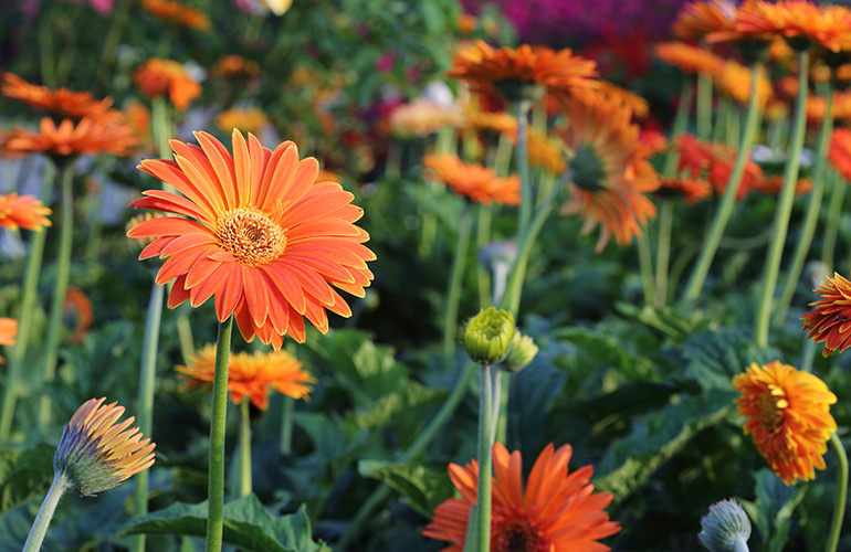Gerbera