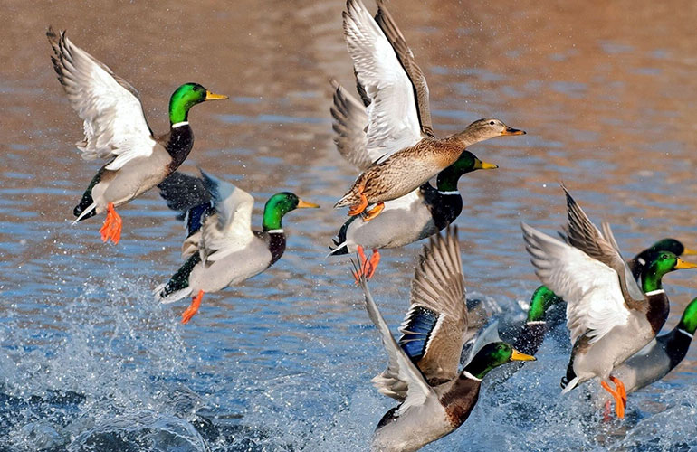 Ducks