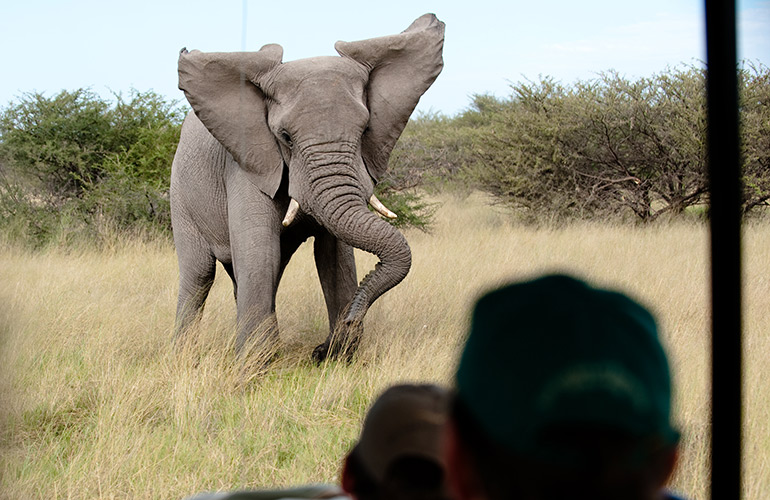 Charging elephant 