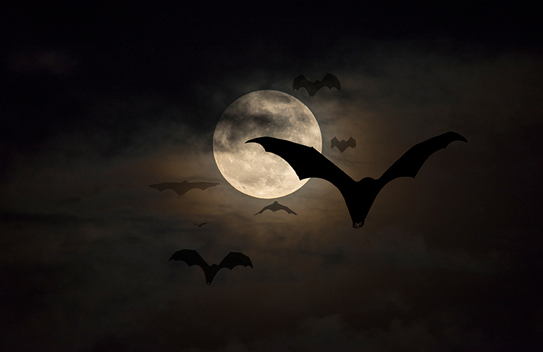 Twilight