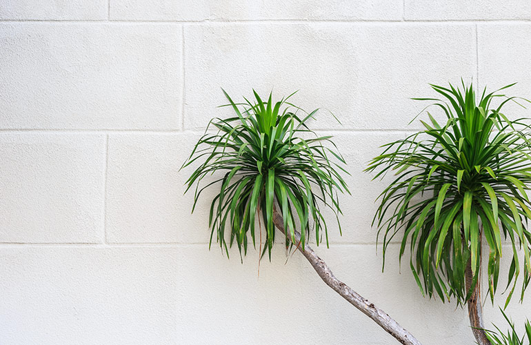 Cornstalk dracaena
