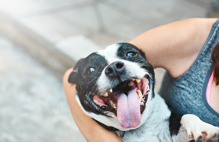 Use eggshells to fortify your pooch