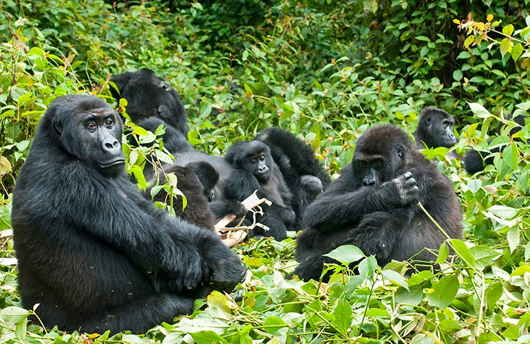 A whoop of gorillas