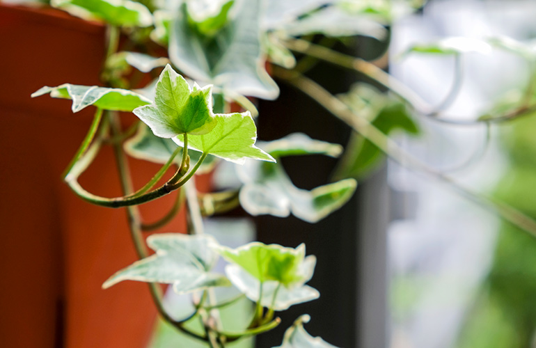 English ivy