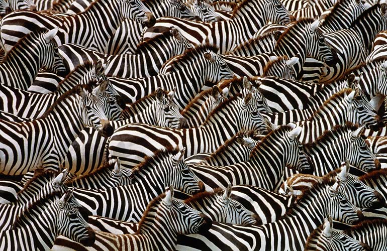 A dazzle of zebras