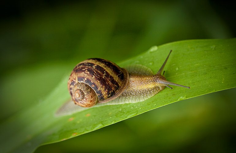 Use eggshells to deter garden pests
