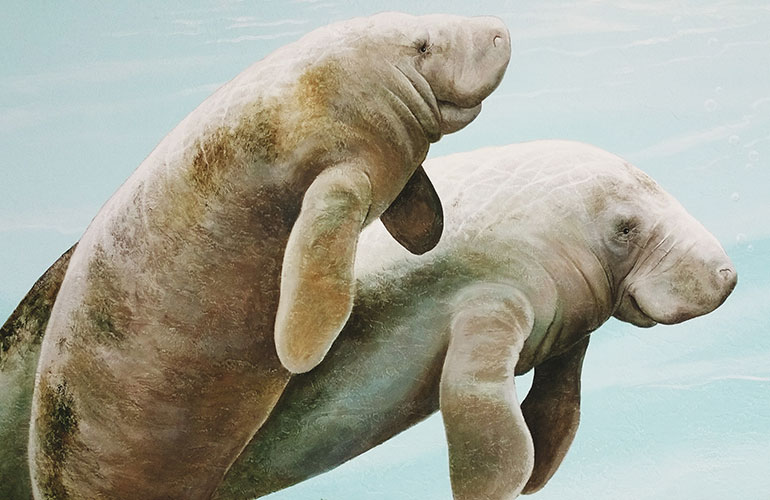Manatees (part two)