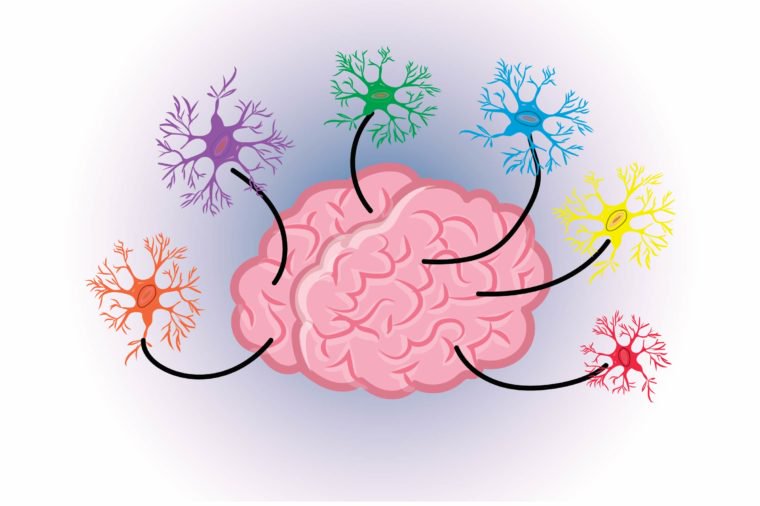 The brain has more cell types than any other body tissue