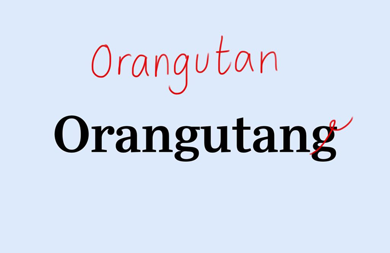 Orangutan