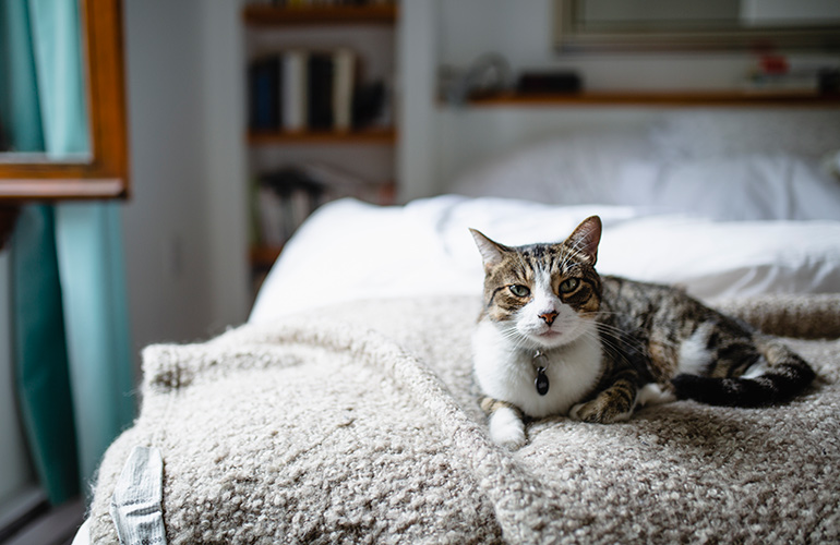 Pets