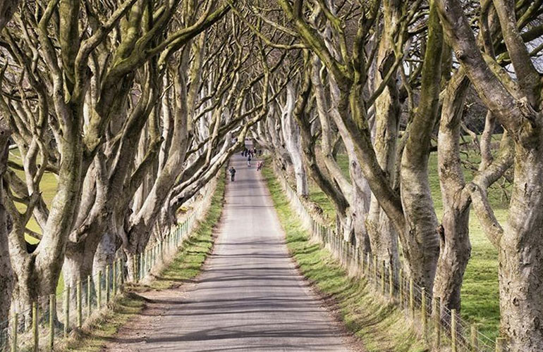 Tollymore Forest Park and The Dark Hedges