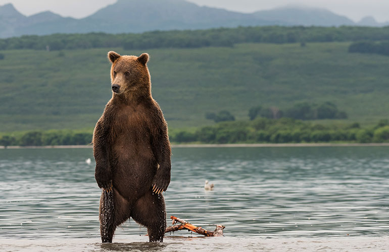 Grizzly bears