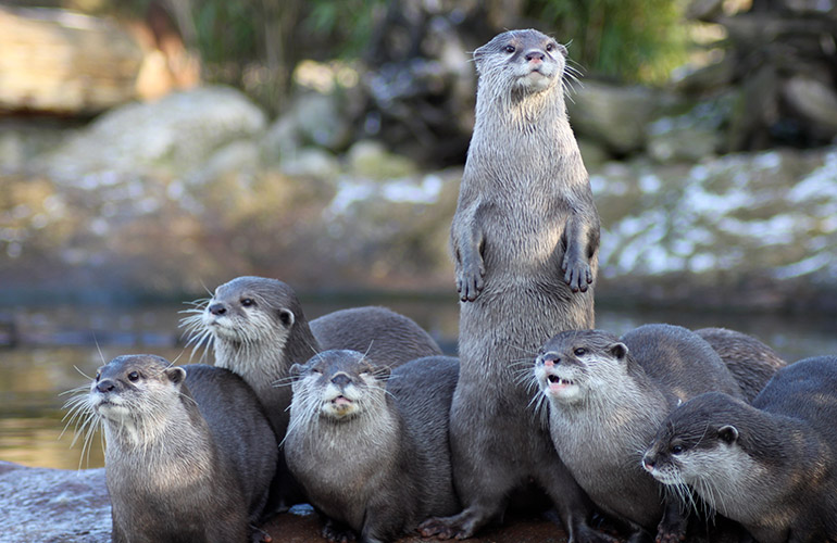 A raft of otters