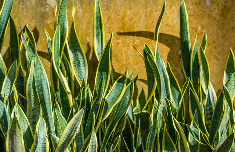 Variegated snake plant
