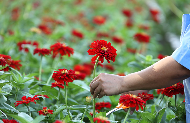 Picking a flower
