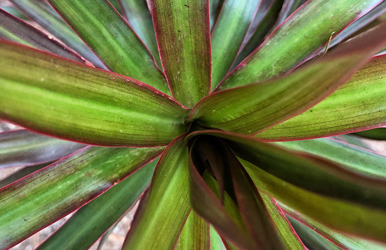 Red-edged dracaena