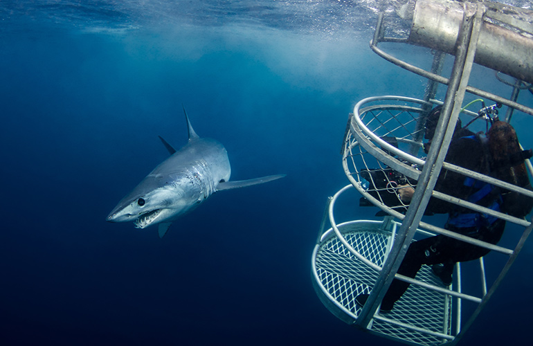 Shark diving 