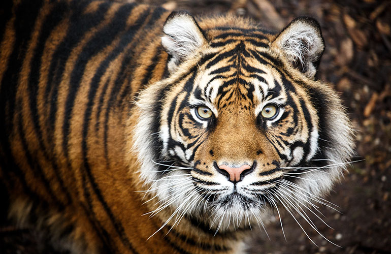 Tigers