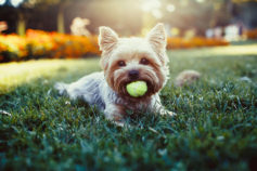 The 15 dog breeds perfect for first-time owners