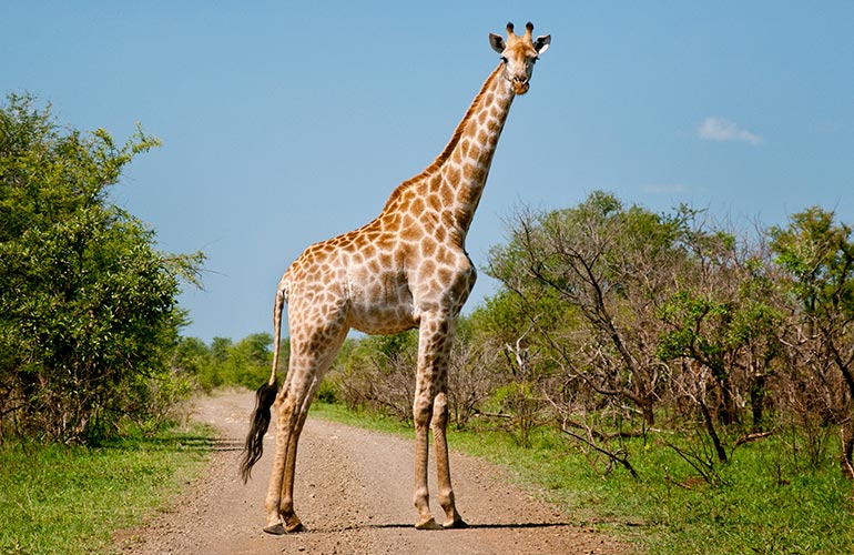Giraffes