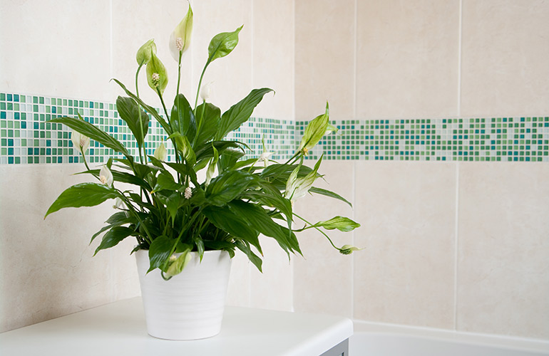 Peace lily