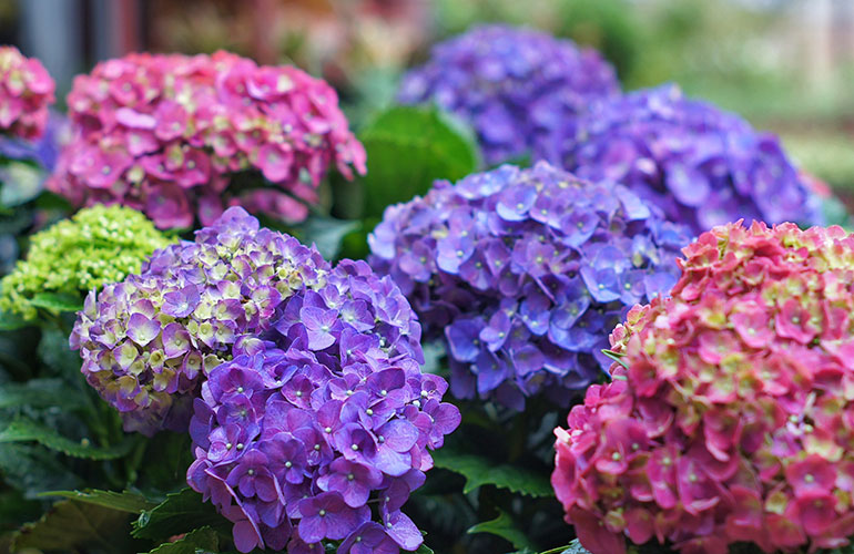 Use ammonia as plant food