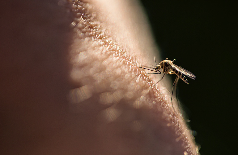 Use ammonia to stop mosquito bites from itching
