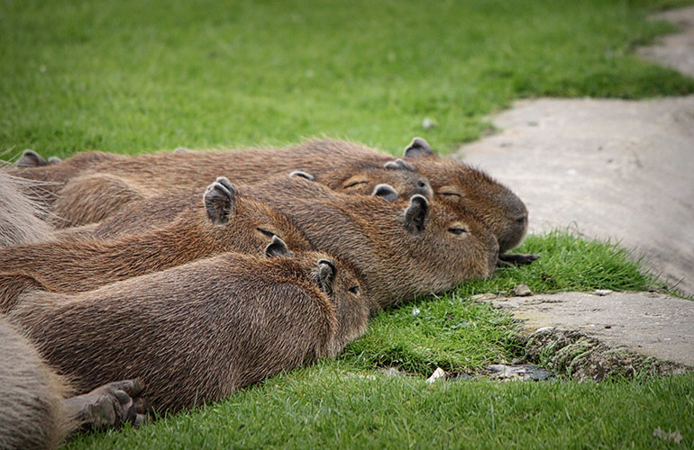 A wisdom of wombats