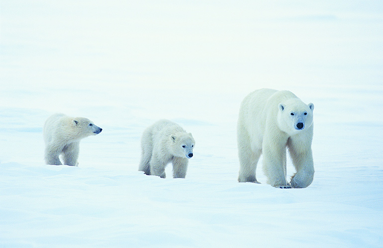 An aurora of polar bears