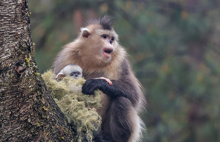 Myanmar snub-nosed monkeys