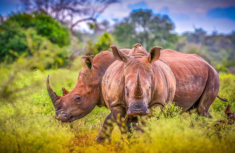 Rhinos