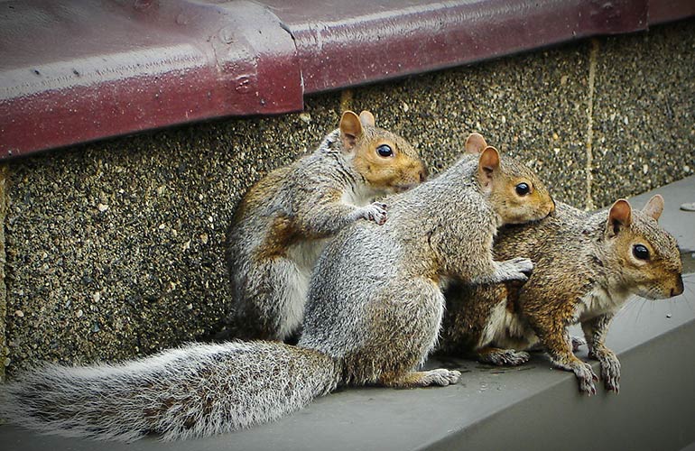 A scurry of squirrels