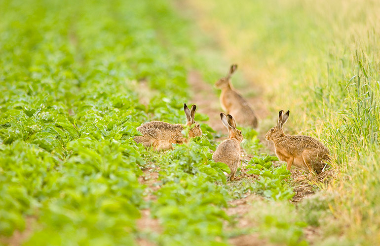A husk of hares