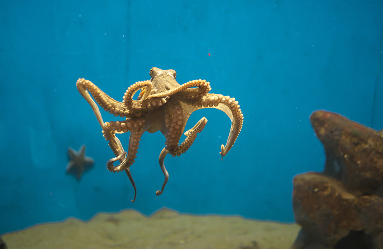 Octopuses