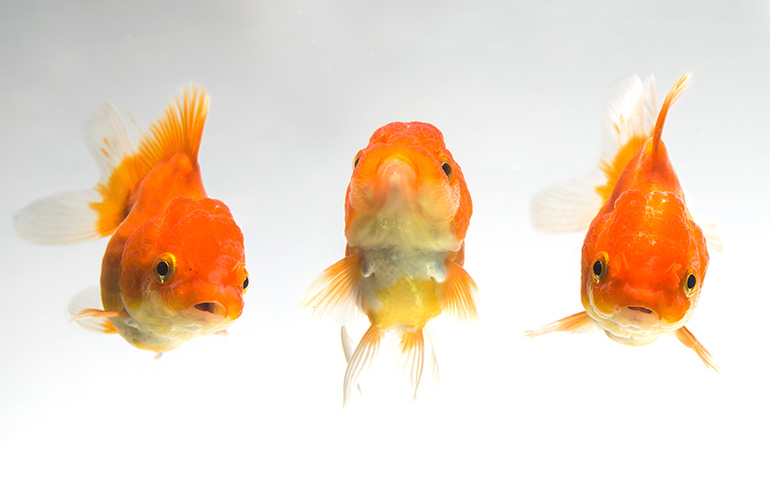A troubling of goldfish