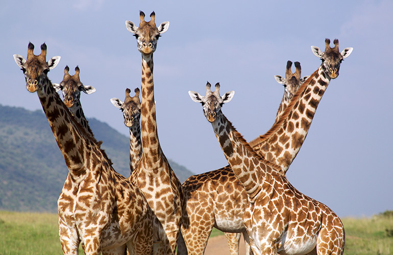 A journey of giraffes