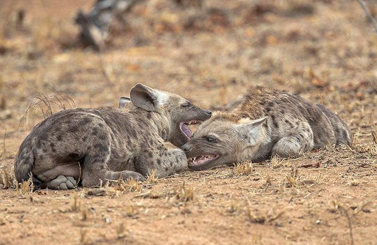A cackle of hyenas