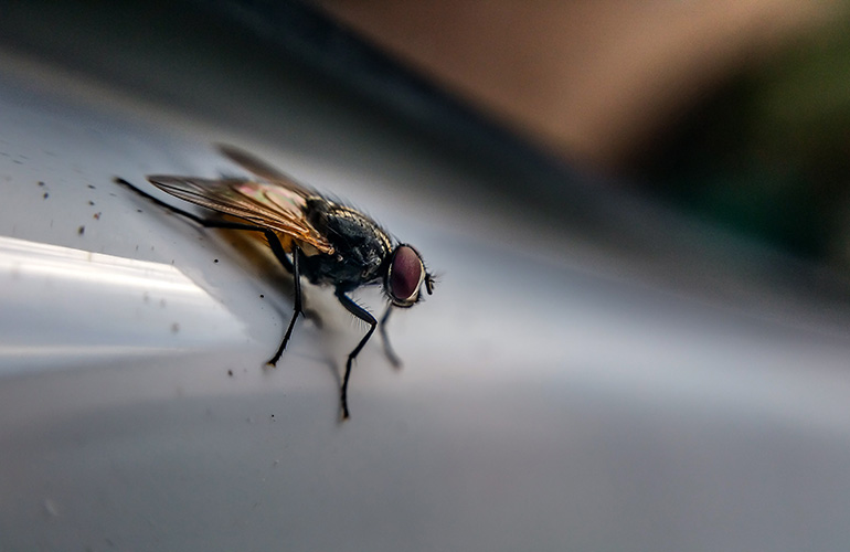 Houseflies