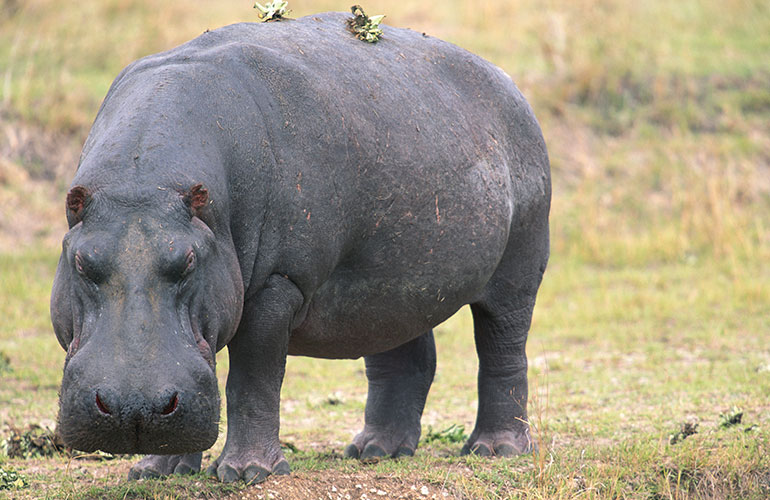 Hippos