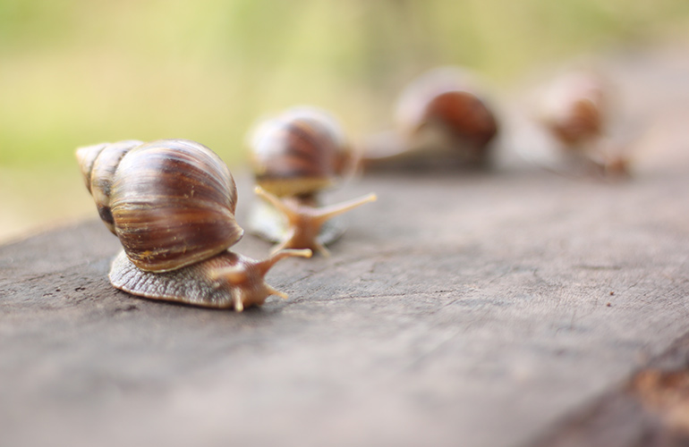A walk of snails