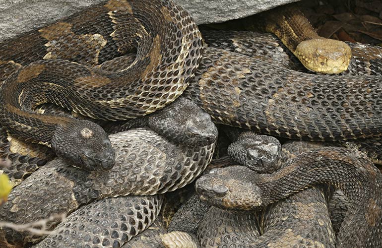 A rhumba of rattlesnakes