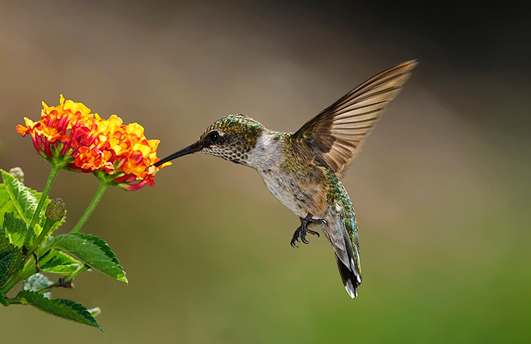 Hummingbirds