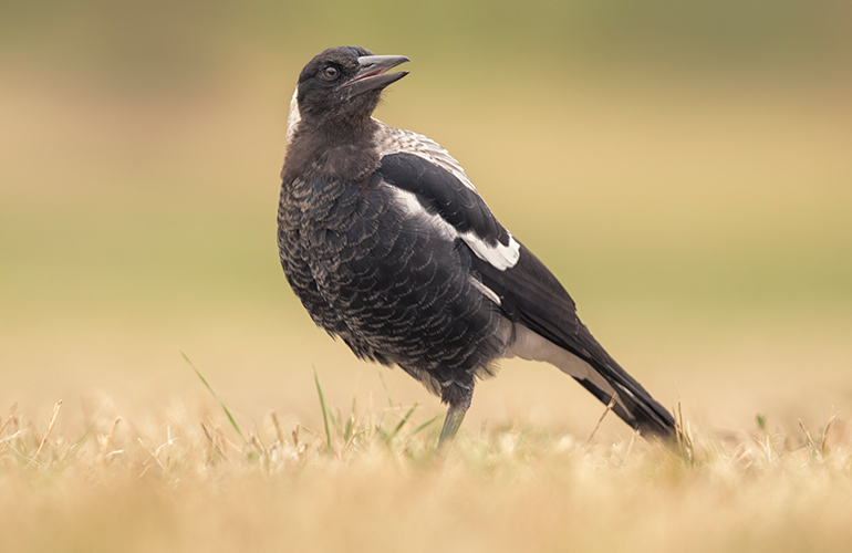 Precious birdlife