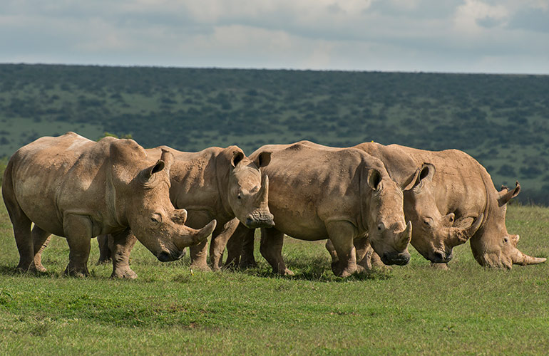 A stubbornness (or crash) of rhinoceroses