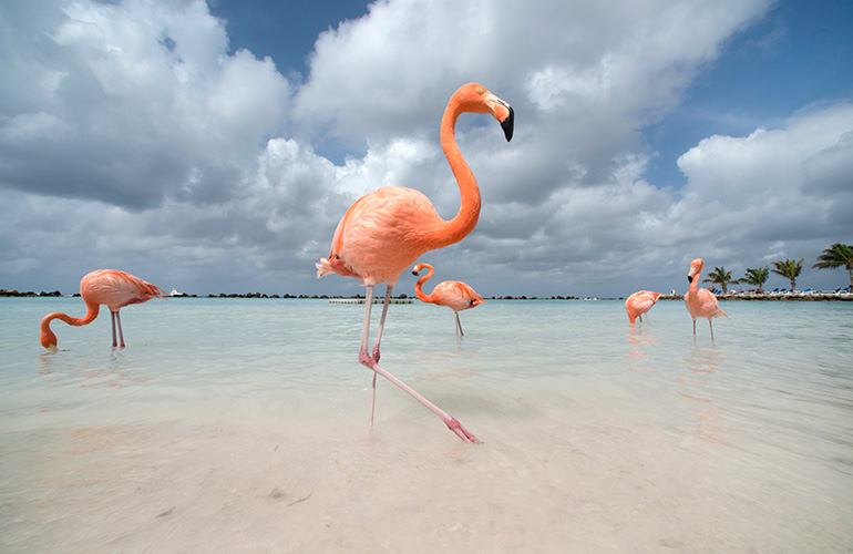 Flamingoes